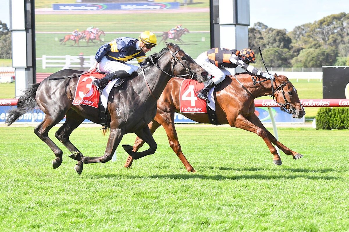 Stable Stars - Best Horse Racing Syndicates & Racehorse Shares ...