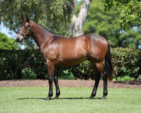 Unnamed (Snitzel (AUS) x Museo (GB) 2023