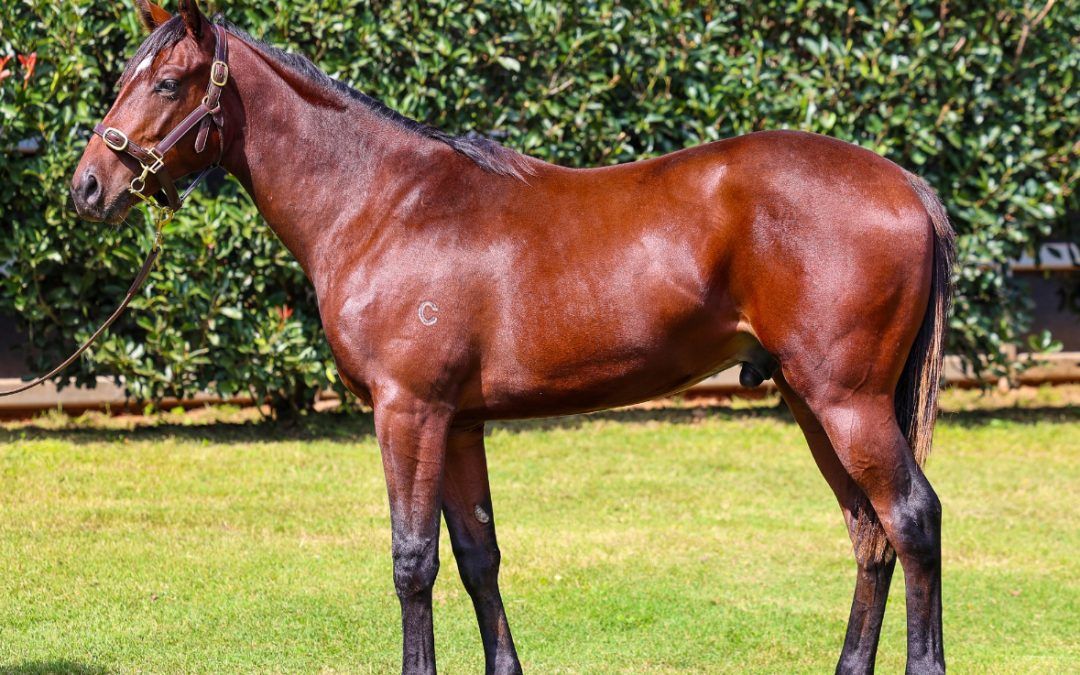 Un-named (King’s Legacy – Canadian Gold)