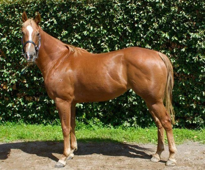 horse