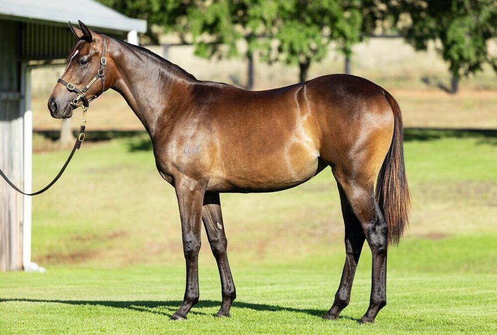 Un-named (Snitzel – Hiyaam)