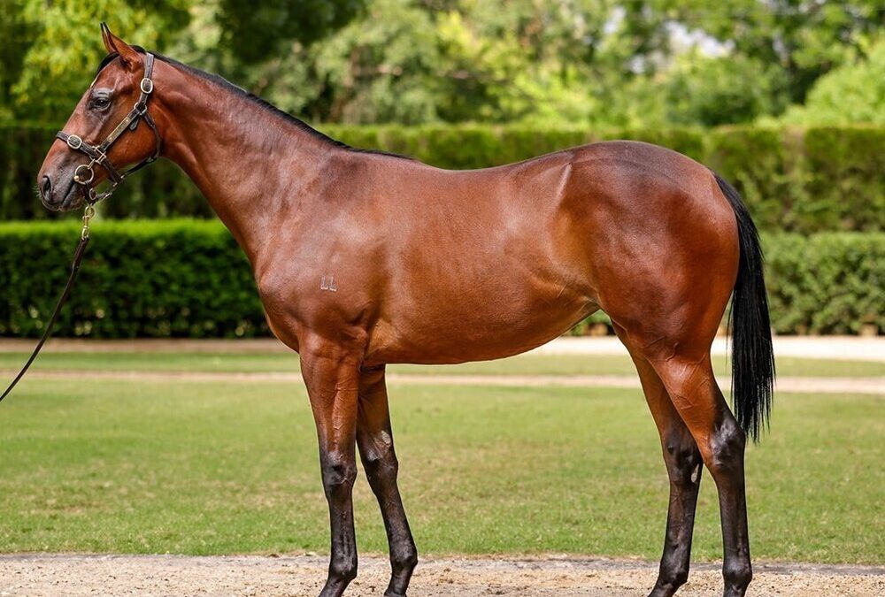 Un-named (Farnan – Precious Pasquelle)