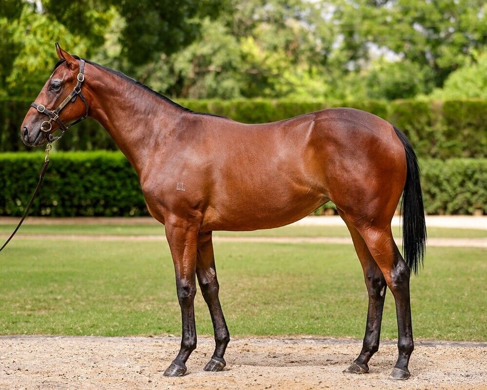 Un-named (Farnan – Precious Pasquelle)