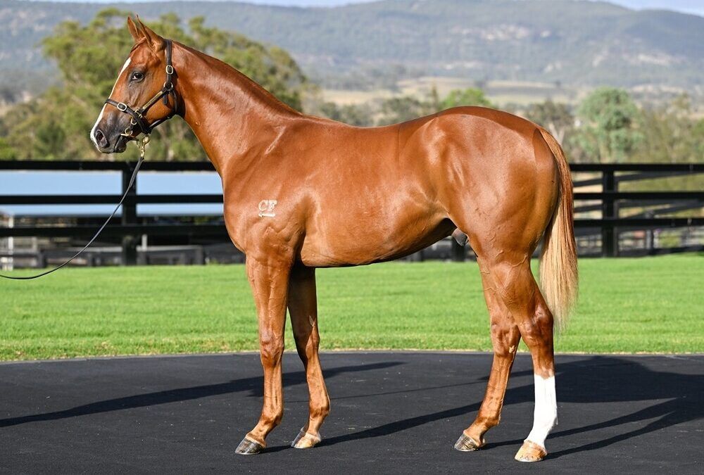 Un-named (Zoustar – Wild Rain)