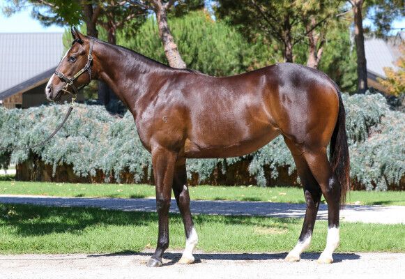 Un-named (Ole Kirk – She Shao Fly)