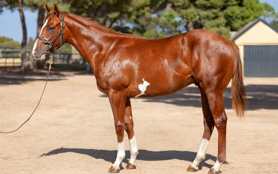 Jacquinot x Berry Delicious