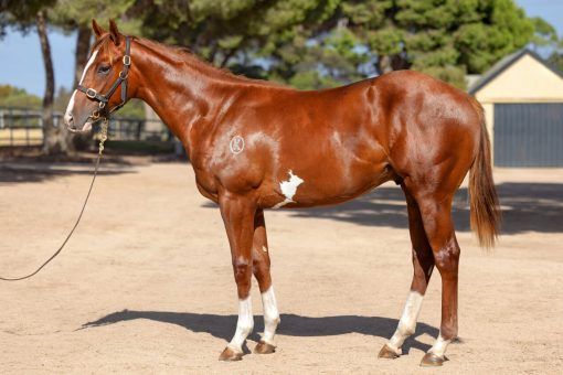 Un-named (Jacquinot - Berry Delicious)