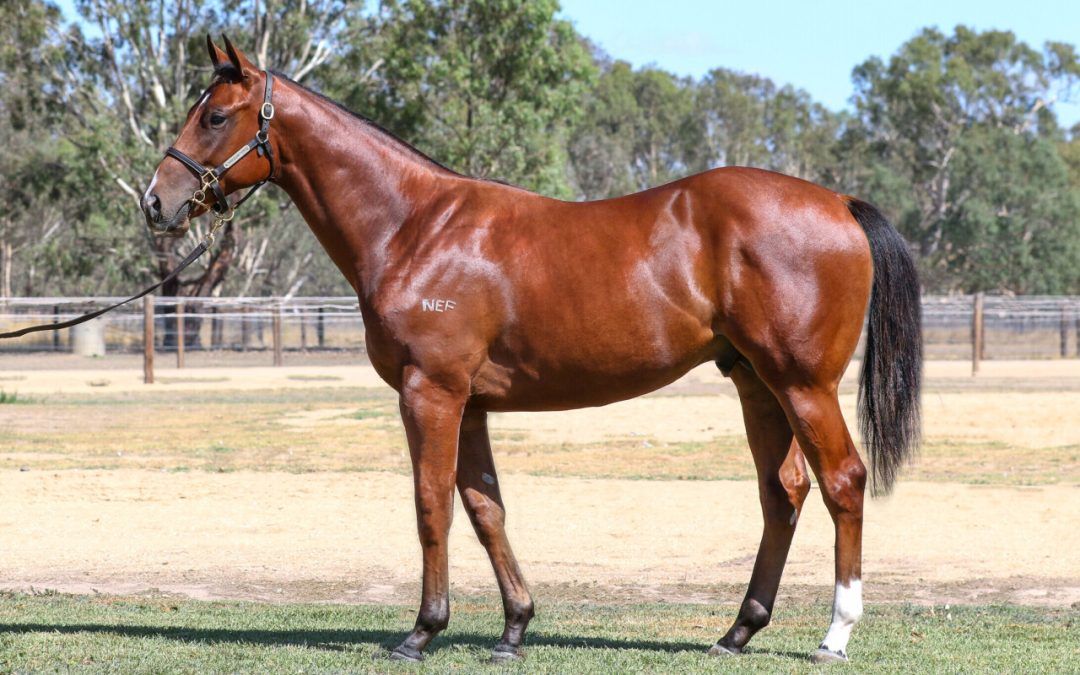 Profiteer x Pricing Power