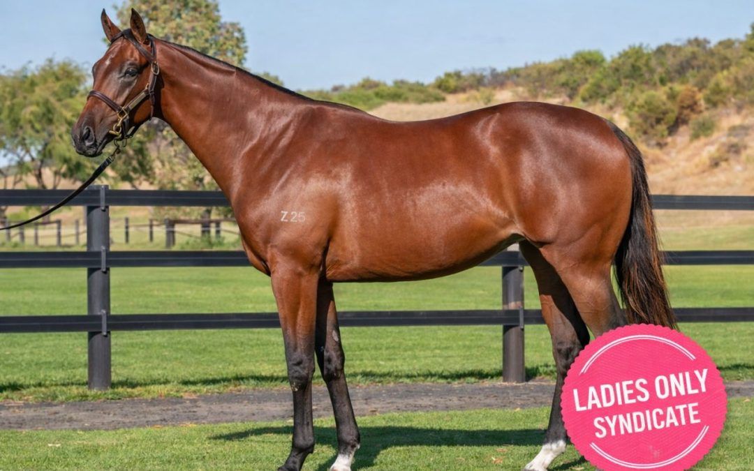 Nicconi X Sucker Punch