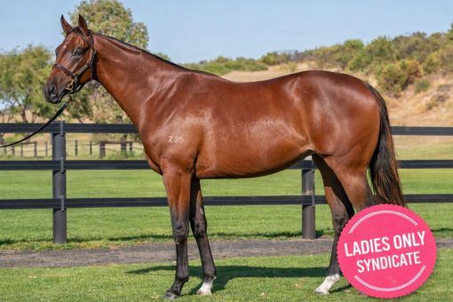 Nicconi X Sucker Punch