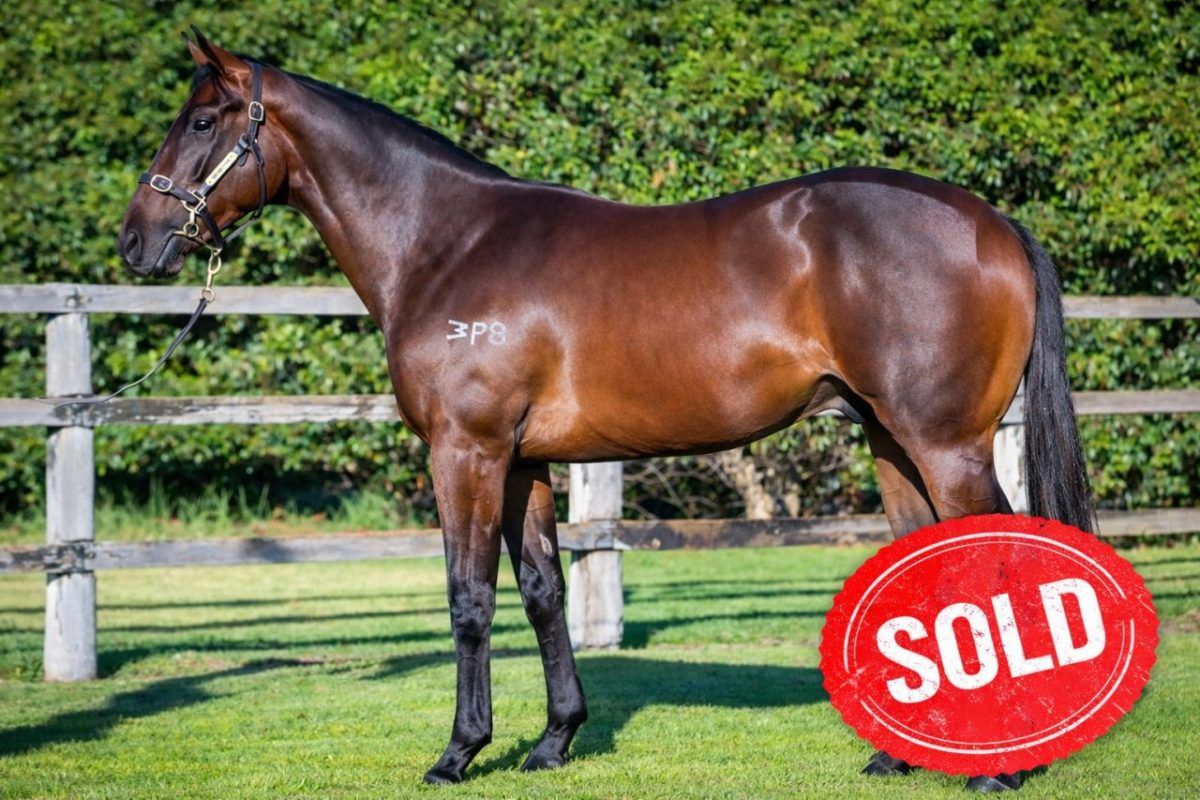 Brazen Beau X Vivaro