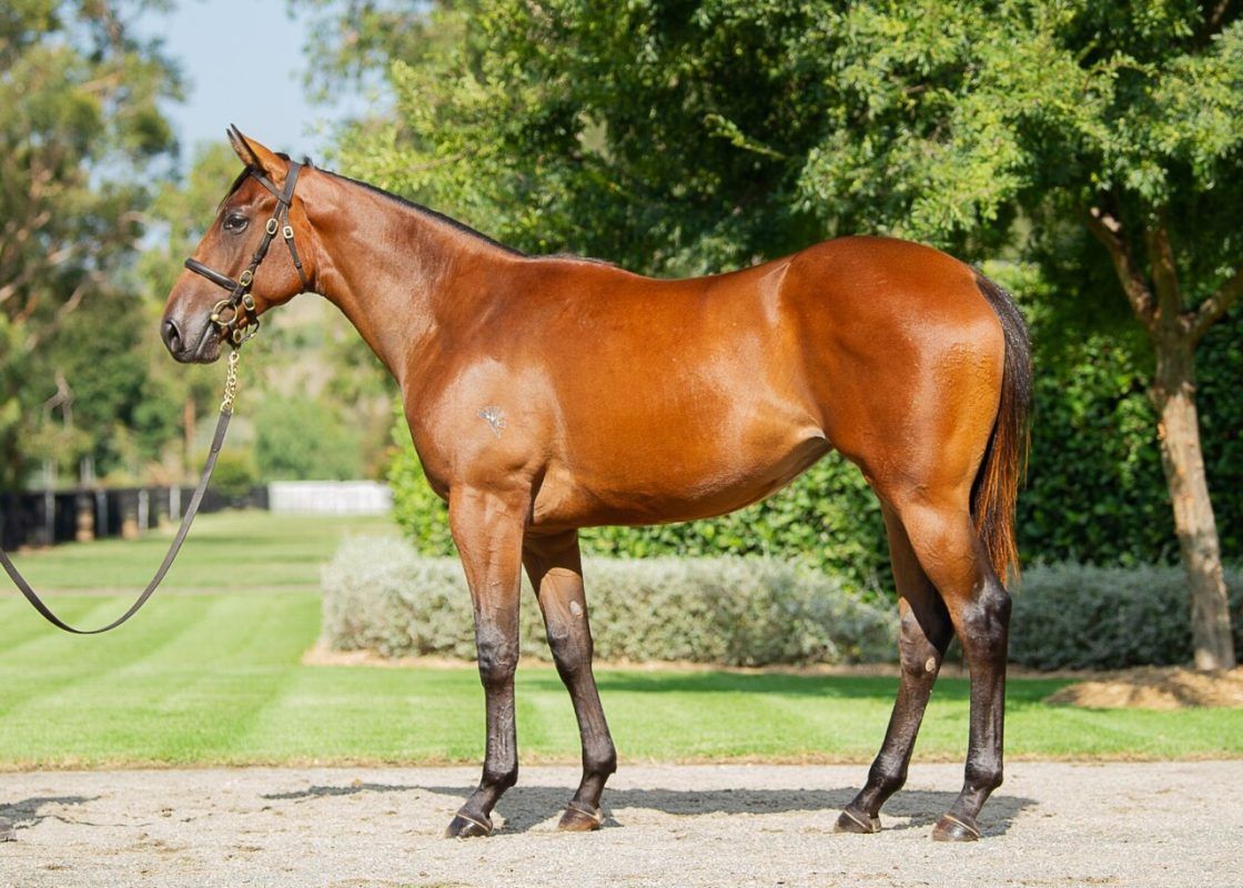 Un-named (Fastnet Rock – Savvy Coup)