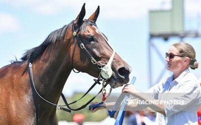 Hope springs eternal with unbeaten filly