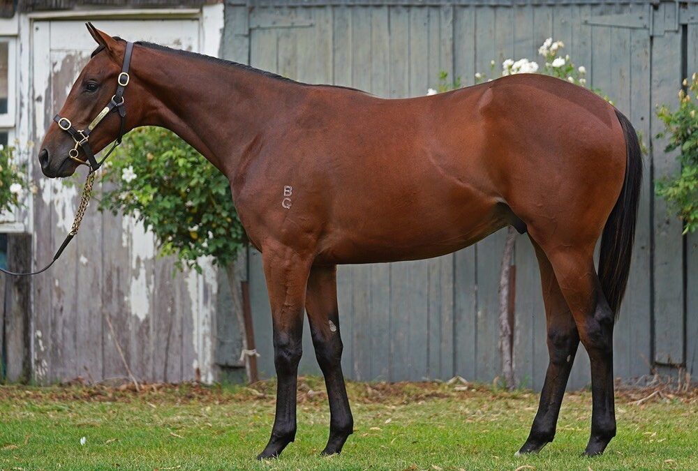 Unnamed (Flying Artie X Madam Prancelot)