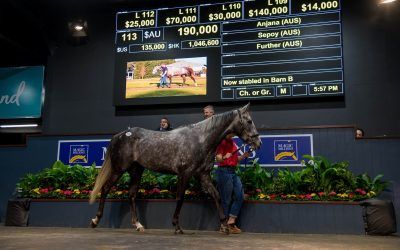 Magic Millions Broodmare Sales complete