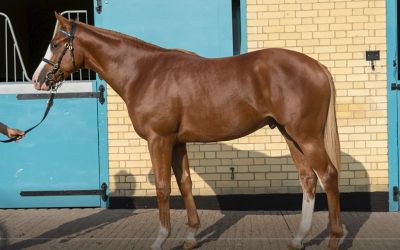 Tattersall’s UK purchase already fully reserved