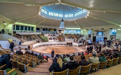 Tattersall’s Horses in Training Sale starting on Monday night