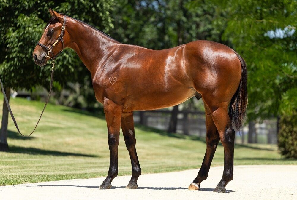 Home Affairs – Flamboyant Lass Colt