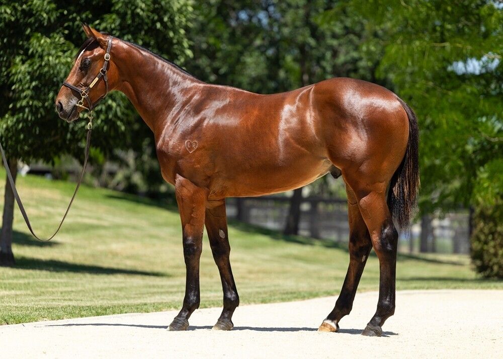 Home Affairs – Flamboyant Lass Colt