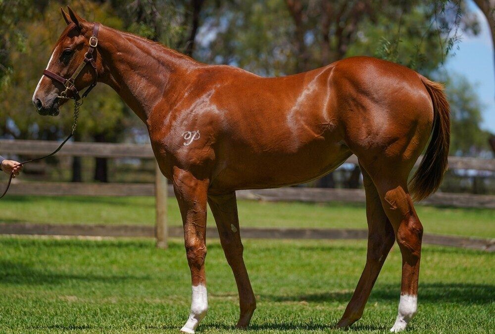 Written Tycoon – Snitzel’s Goddess Filly