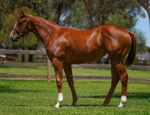 Written Tycoon - Snitzel's Goddess Filly