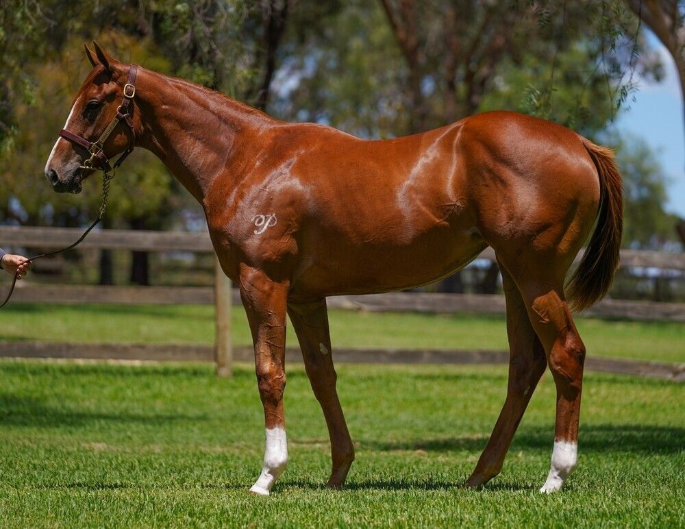 Written Tycoon – Snitzel’s Goddess Filly