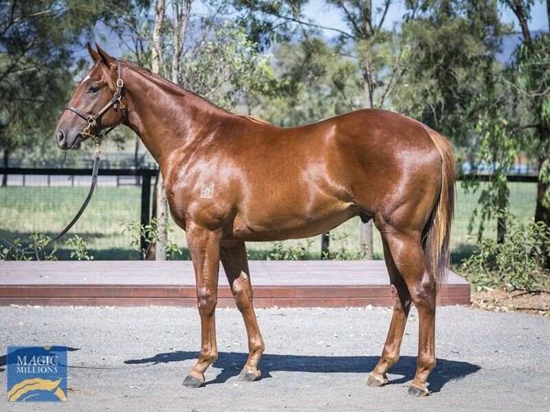 Profiteer – Megawatt Colt