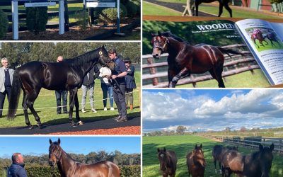 RTD Open Day and Stallion Parade  ﻿Saturday 16th August!