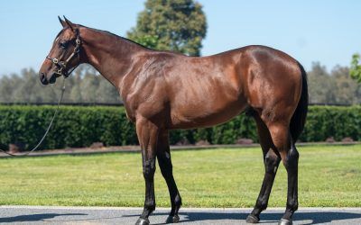 RTD snare a 3/4 brother to Hedged at Magic Millions