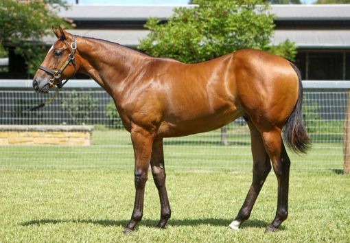 Ole Kirk - Sheer Lightning Colt