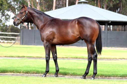 Russian Camelot - Persistent Desire Colt