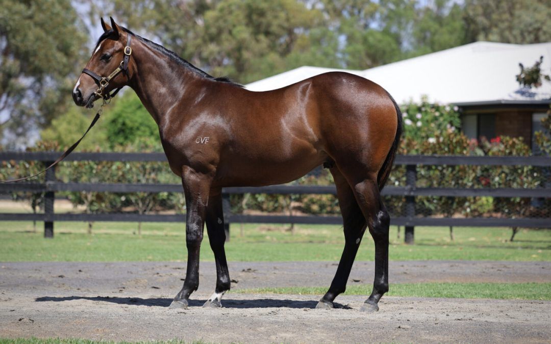 Hellbent – Relaunch Colt