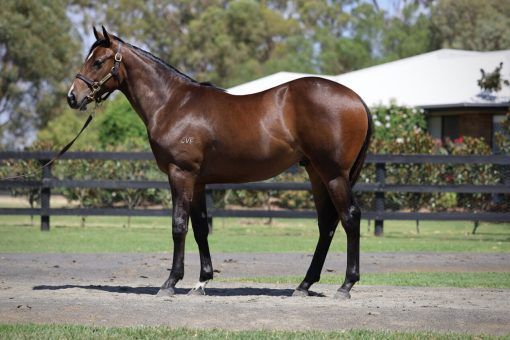 Hellbent - Relaunch Colt