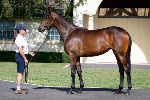 Un-named (Savabeel - Quizzy Lizzy)