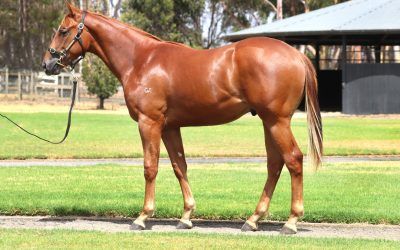 Premier Yearling sale purchase – Chestnut Colt by Hanseatic out of Super Snob – get involved!