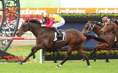 Stable favourite, Safework, scores deserved win.