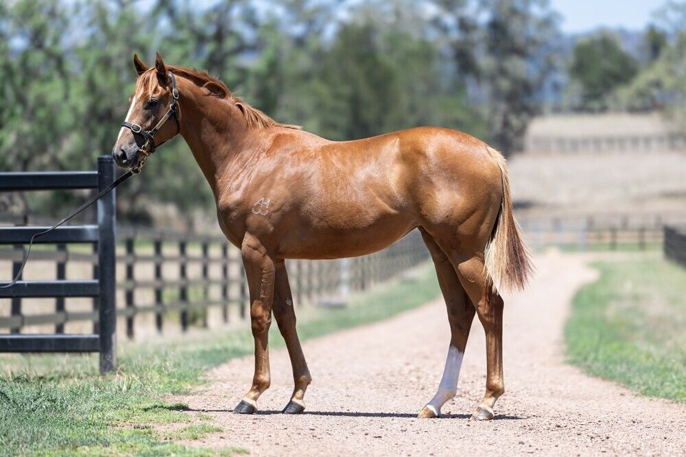 Un-named (Russian Revolution – Miss Conteki)