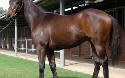 YARRADALE YEARLINGS JOIN THE TEAM!