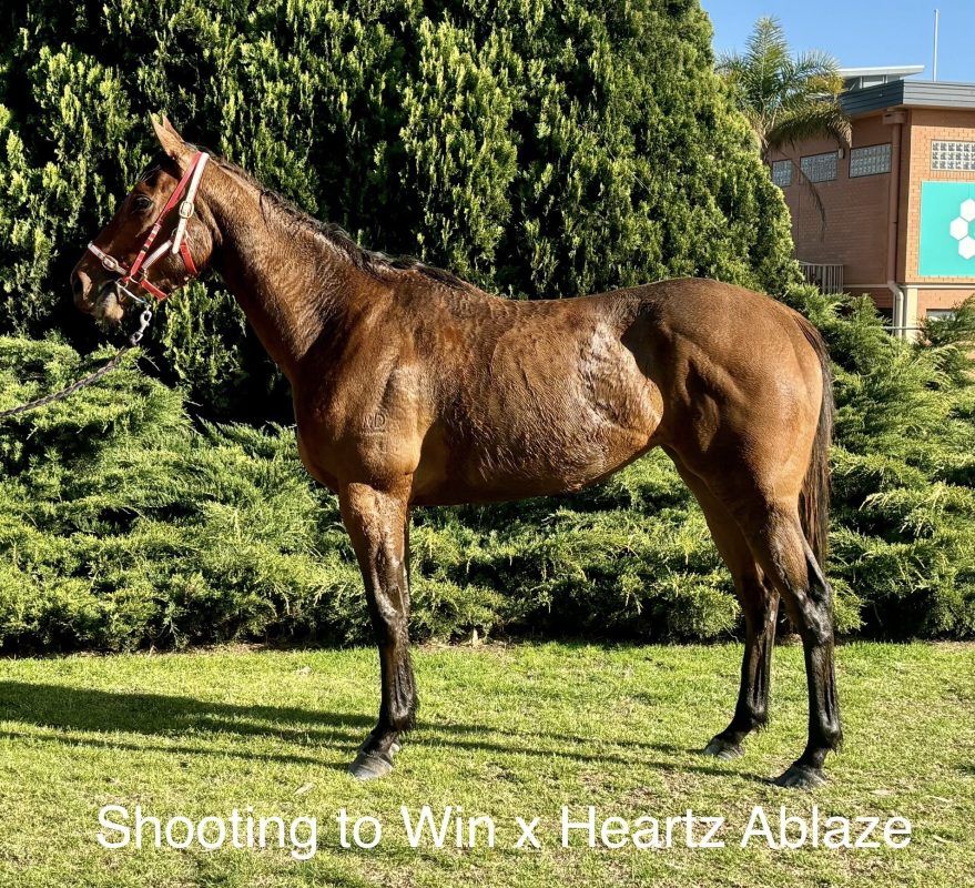 Shooting To Win – Heartz Ablaze Filly