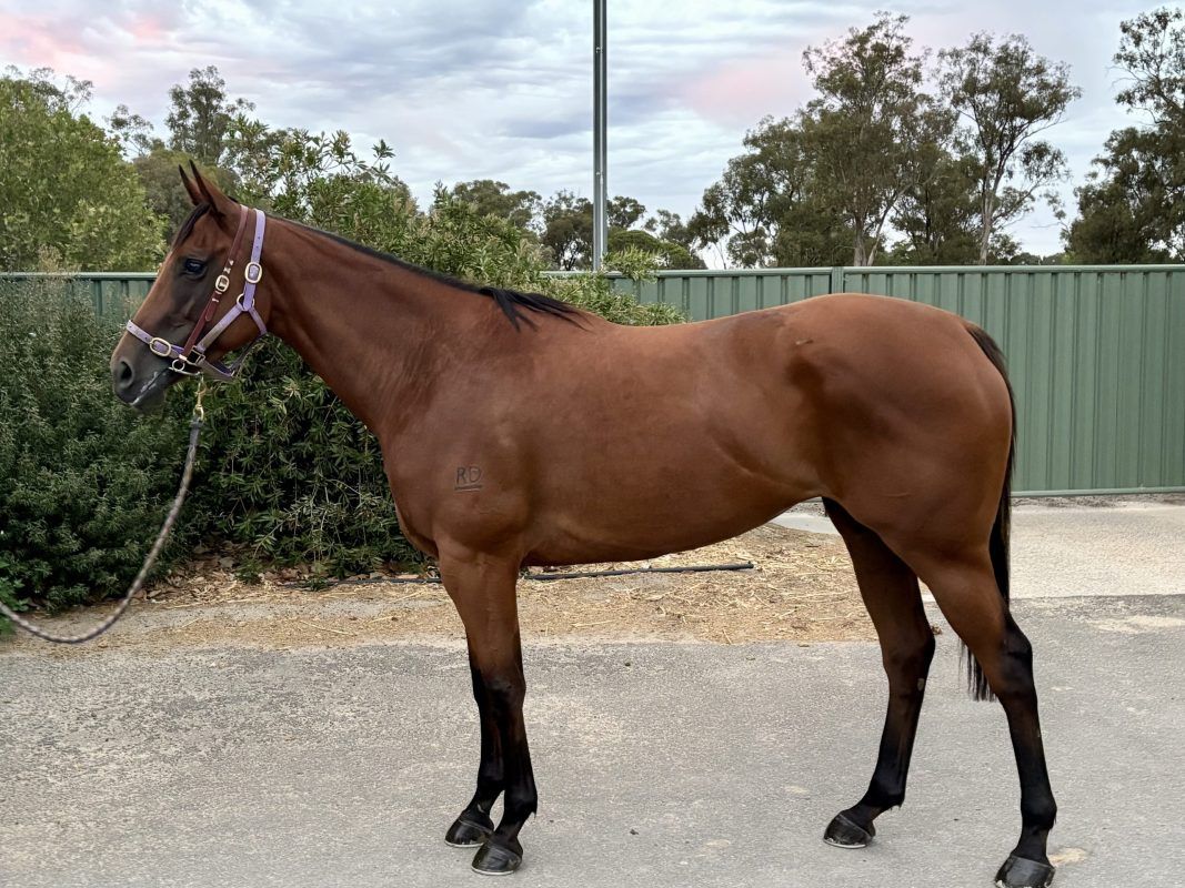 Shooting To Win – Heartz Ablaze Filly