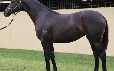 Fliedner’s Racing active at Magic Millions sale.