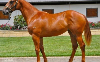 LOT 742 WRITTEN TYCOON / STRATA TITLE  FILLY