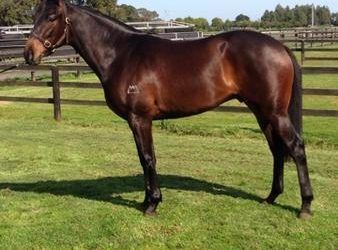 Shares available in this athletic 2yo Gelding by Shinzig!