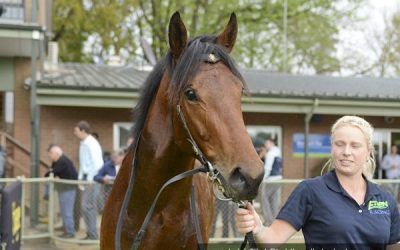 Group 2 Sandown Guineas Build Up