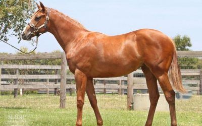 Magic Millions Purchase LOT 244