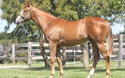 Magic Millions Purchase LOT 205