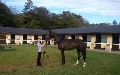 French stayer King Way joins our team