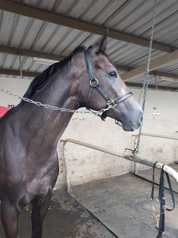 HOW MUCH DOES IT COST TO HAVE A RACEHORSE TRAINED BY DANNY BOUGOURE