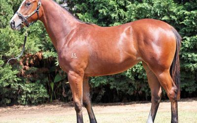 Shares available in beautifully bred Better Than Ready filly