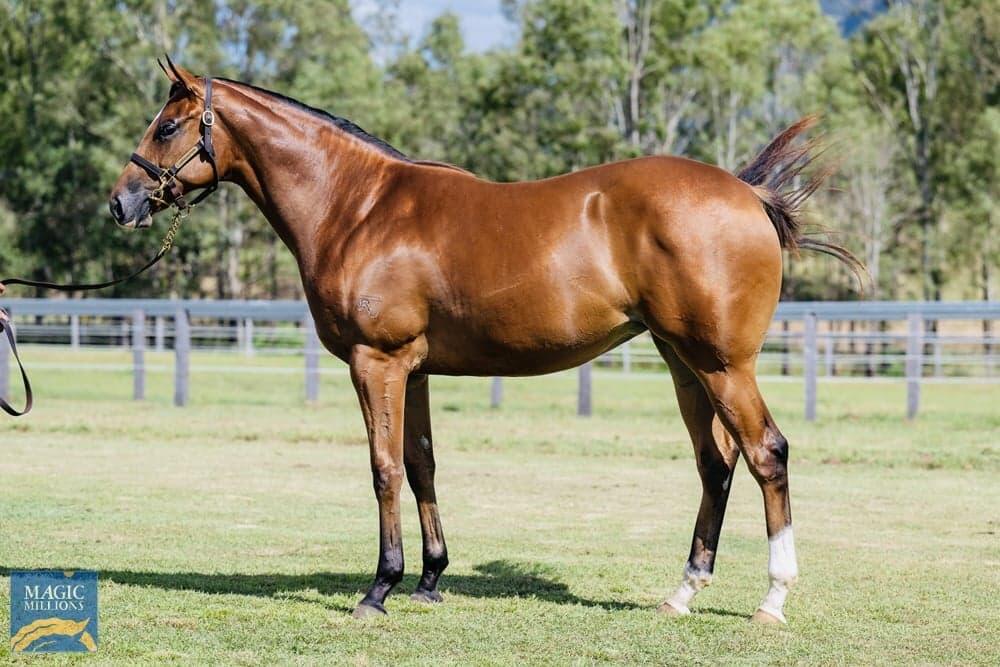 Shares available in stunning Spirit of Boom filly - Dan Bougoure Racing